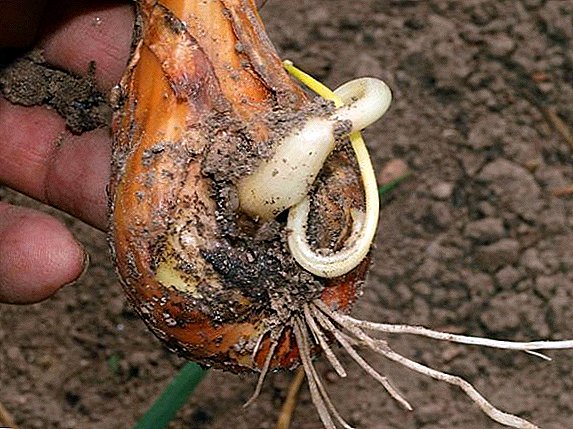 How to deal with pests of onions