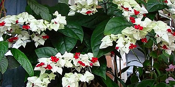 How to deal with all sorts of difficulties in growing clerodendrum: causes and treatment