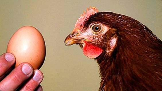 Jak často kuřata spěchají, kolik vajec může nést kuře