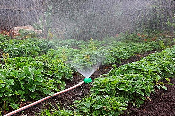 Berapa kerap untuk menanam strawberi untuk mendapatkan hasil tuaian yang berlimpah