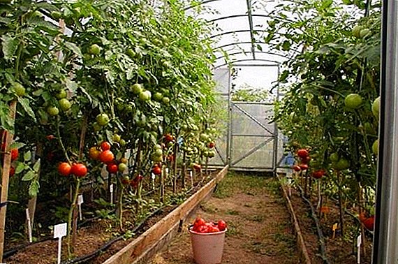 좋은 수확을 위해 온실에 토마토를 얼마나 자주 물을 것인가?