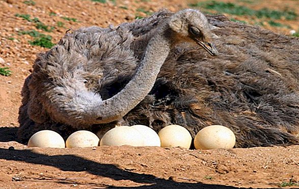 Telur Burung Unta Apa Yang Kelihatannya Berapa Beratnya Apa Warna Berapa Harganya Pertanian Ternakan