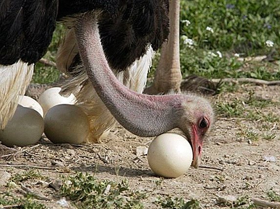 Com que frequência os avestruzes põem ovos