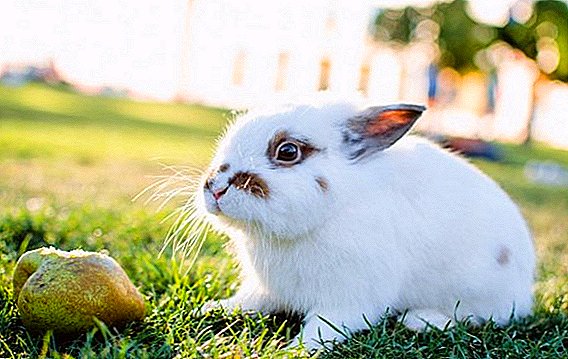 Wie man einem Kaninchen frische und getrocknete Birnen gibt
