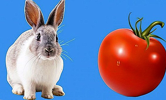 Wie man Kaninchen Tomaten gibt