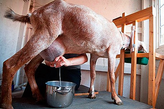 How to milk a goat: features, useful tips for beginners