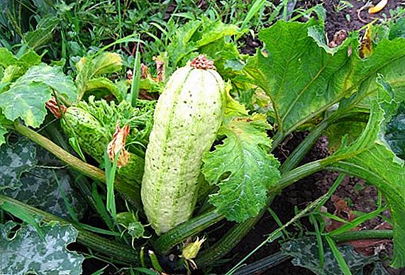 How to effectively deal with pests and diseases zucchini