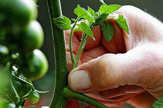 Wie man Tomatenbüsche (Stiefkinder abreißen) auf offenem Boden bildet