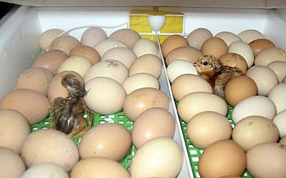 Cómo, dónde y cuántos huevos para incubar se pueden almacenar.