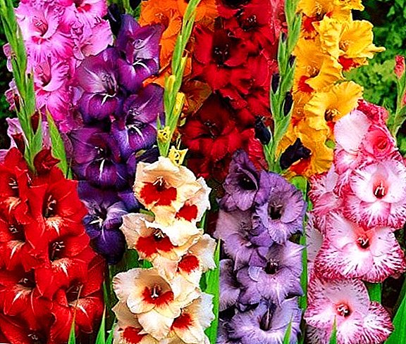 How to store gladiolus in the winter at home