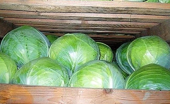 How to store cabbage in the winter at home