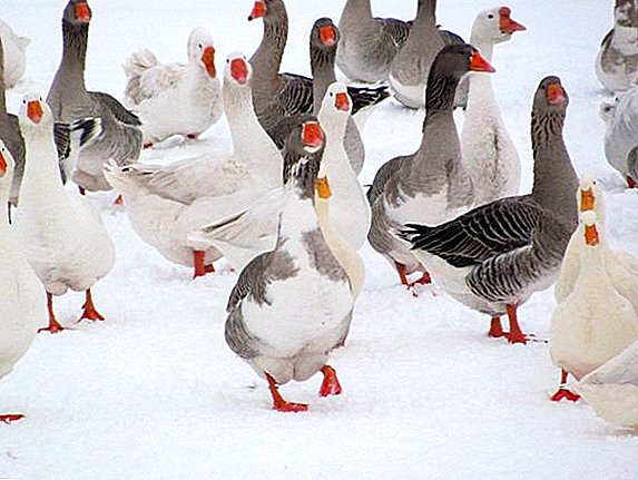 How and what to feed geese in the winter at home