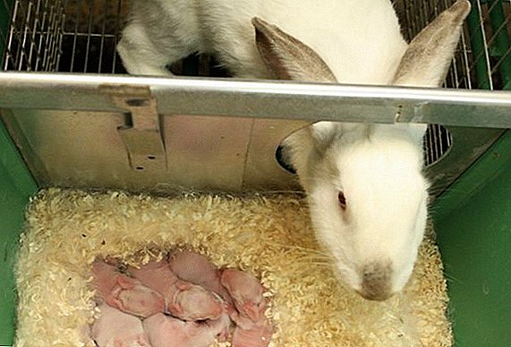 Hoe en wat een verplegend konijn na een minuut te voeden