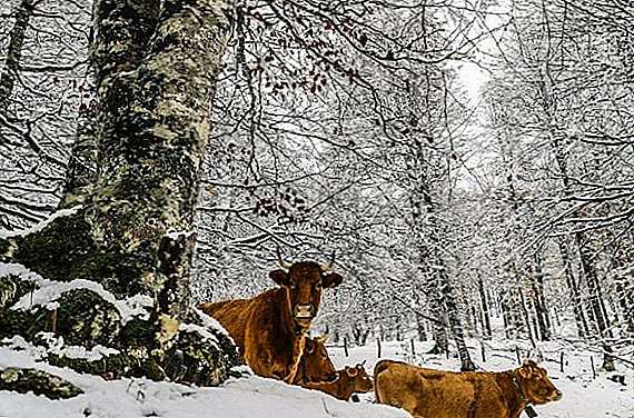 How and what to feed a cow in winter