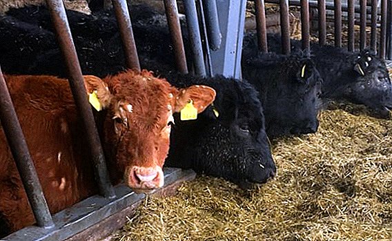 How and what to treat scab in cows