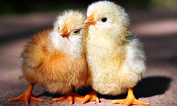 Kako in kaj za zdravljenje kokcidioze pri piščancih