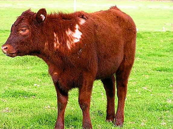 How and what to treat versicolor a cow at home