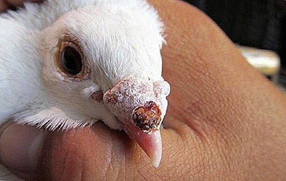 Cómo y qué tratar la viruela en las palomas.