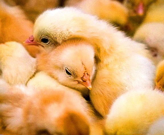 Hvordan og hvordan å behandle kyllinger pullorose