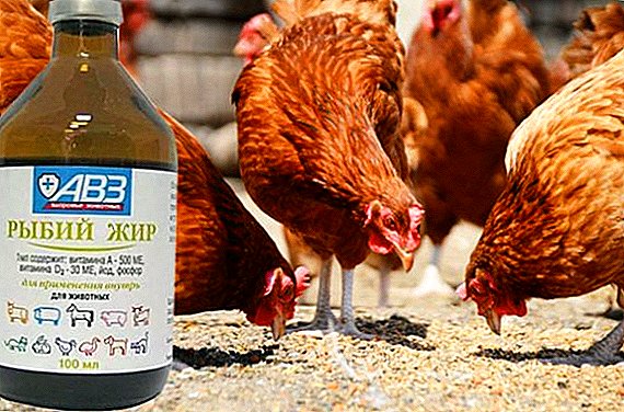 How and why give chickens fish oil