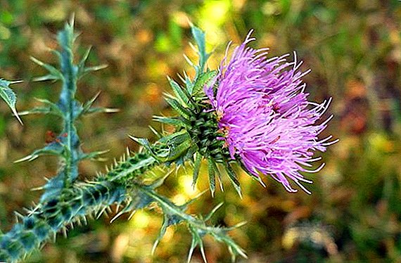 How and why grow thistle?
