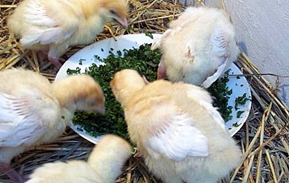 How and when to give nettles to broilers