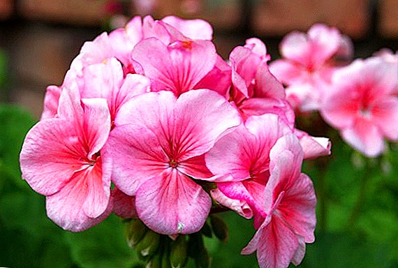 How and when is it better to plant geraniums at home?