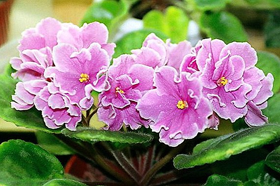 How and when to replant violet at home