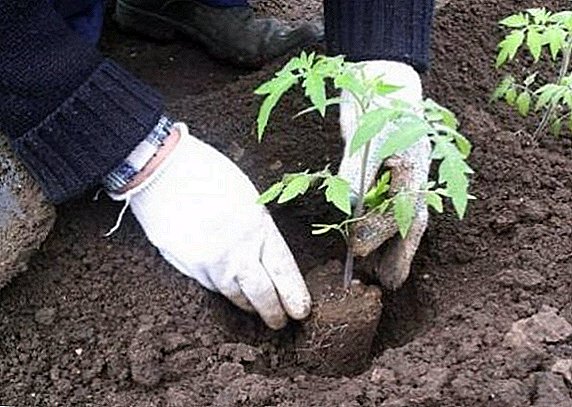 Hoe en wanneer zaailingen van tomaten in de volle grond worden geplant