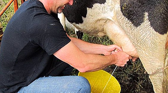 Cum și de câte ori să laptezi o vaca