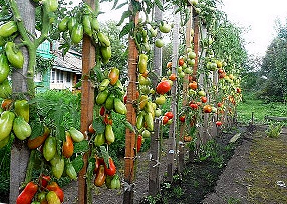 Wie und warum man Tomaten im Freiland bindet
