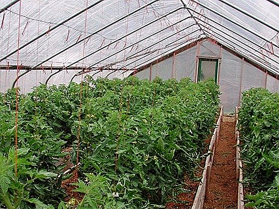 How and why to tie up tomatoes in a polycarbonate greenhouse