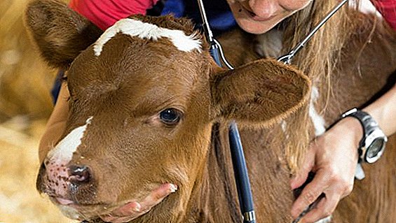 Kako uporabljati Lactobifadol za krave in teleta
