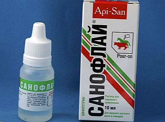 How to use Sanoflay for cattle