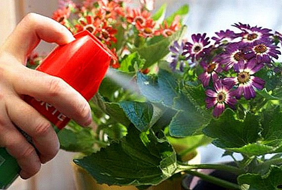 Hur man använder grön tvål för att skydda växter mot sjukdomar och skadedjur (instruktioner)