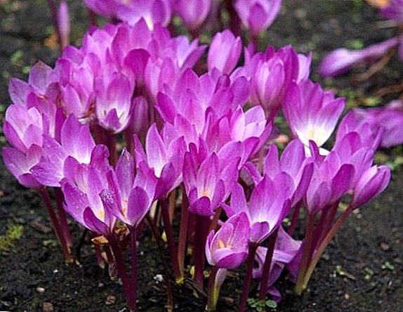 How to use the healing properties of autumn crocus in traditional medicine