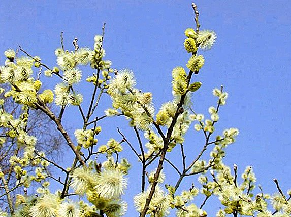 How to use the healing properties of goat willow in traditional medicine