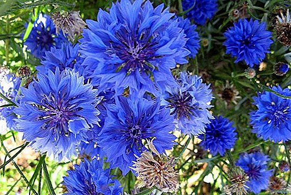 How to use the healing properties of cornflowers in traditional medicine