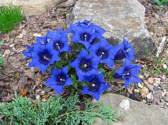 How are the therapeutic properties of gentian in traditional medicine