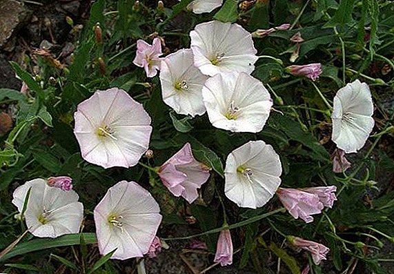 How to get rid of birch-convolvulus in the garden