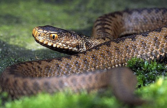 How to get rid of vipers at their summer cottage
