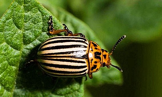 How to get rid of the Colorado potato beetle with mustard and vinegar
