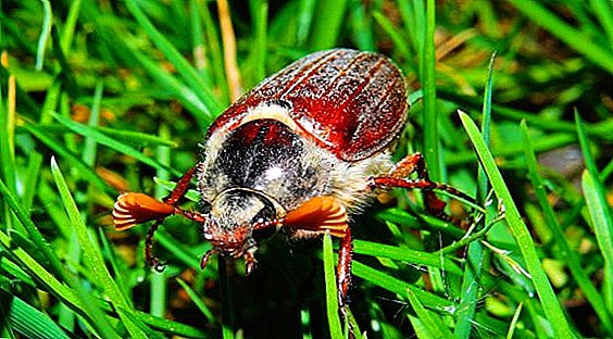 How to get rid of the May beetle
