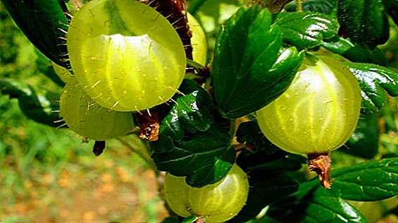 Bagaimana untuk menghilangkan cendawan serbuk pada gooseberry, keluarkan bintik putih dari tumbuhan