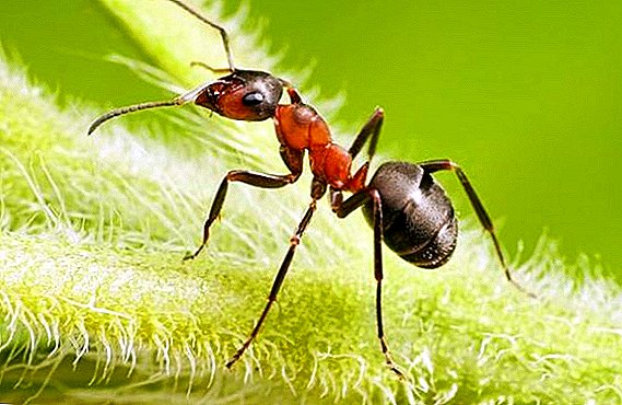 Hogyan lehet megszabadulni a hangyáktól, utasítások a kártevők elleni küzdelemhez ammóniával