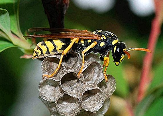 How to get rid of wasps on the summer cottage