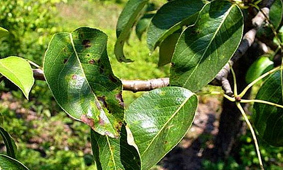 How to get rid of scab on pear