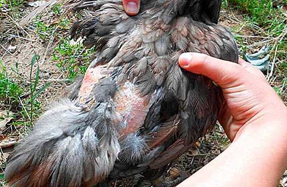 كيف تتخلص من الدجاج البيرويدا