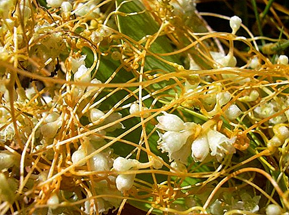 How to get rid of dodder in the garden