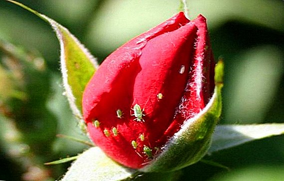 Hvordan bli kvitt bladlus på roser i hagen, en beskrivelse av de beste kampmetodene